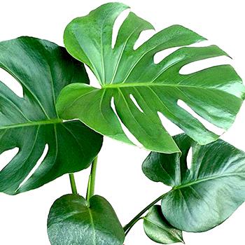 How to take care of Monstera?