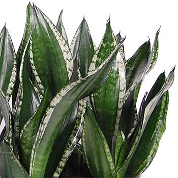 How to take care of Sansevieria - Snake plant?