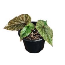 Begonia Corallina Lucerna baby plant Plants Almost Paradise Berlin 