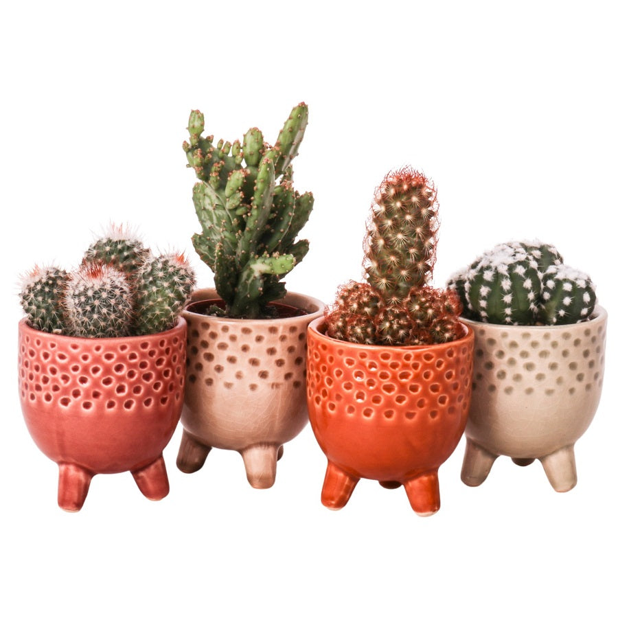 Cactus mix con vaso in ceramica - Rossana Flower store