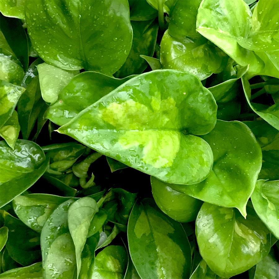 Epipremnum aureum Global Green 12/20