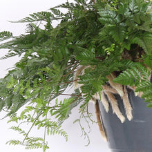 Load image into Gallery viewer, Humata tyermannii - Tarantula fern 17/30 Plants Almost Paradise Berlin 
