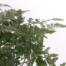 Load image into Gallery viewer, Humata tyermannii - Tarantula fern 17/30 Plants Almost Paradise Berlin 
