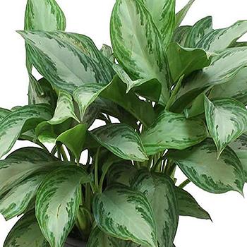 How to take care of Aglaonema?