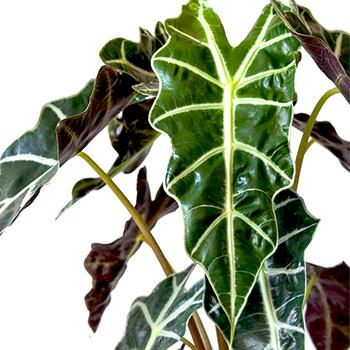 How to take care of Alocasia?
