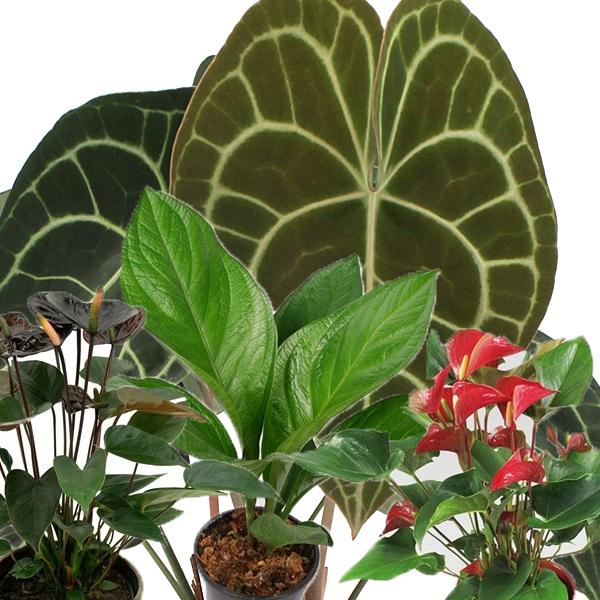 How to take care of anthuriums?