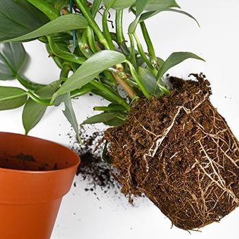 Repotting house plants and potting soils