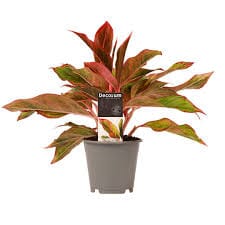 Aglaonema 