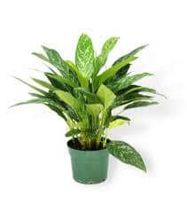 Aglaonema Green Lady 17/60 Plants Almost Paradise Berlin 