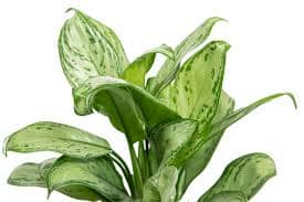 Aglaonema 