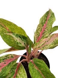 Aglaonema 