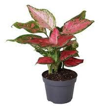 Aglaonema Red Zirkon 12/30 Plants Almost Paradise Berlin 