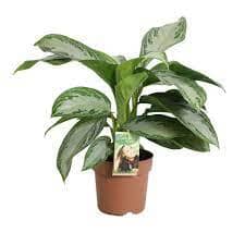 Aglaonema 