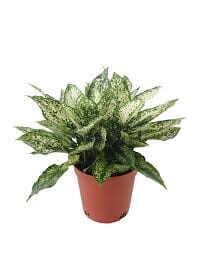 Aglaonema 