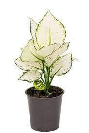 Aglaonema 