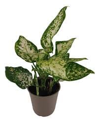 Aglaonema White Star 12/30 Plants Almost Paradise Berlin 