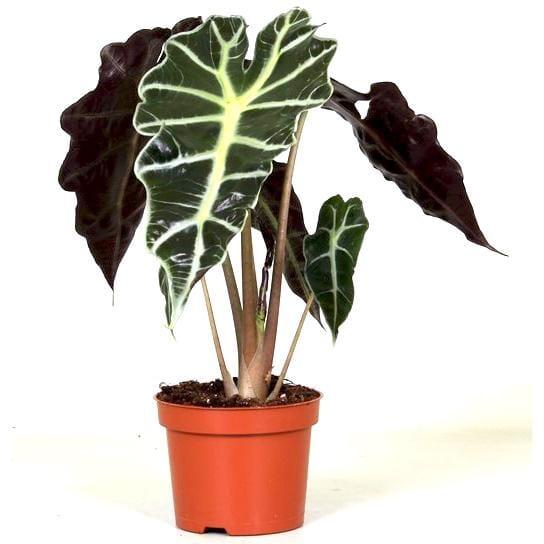 Alocasia amazonica 