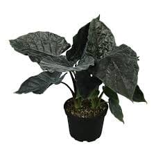 Alocasia antoro Velvet 15/50 Plants Almost Paradise Berlin 