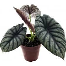 Alocasia Silver Nebula 12/40 Plants Almost Paradise Berlin 