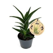 Aloe Mitriformis Baby plant Plants Almost Paradise Berlin 