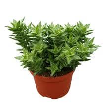 Aloe Squarrosa in ceramic pot 12/35 Plants Almost Paradise Berlin 