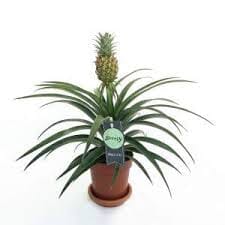 Ananas Comosum 12/35 Plants Almost Paradise Berlin 