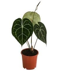 Anthurium clarinervium 10/30 Plants Almost Paradise Berlin 