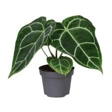 Anthurium Crystallinum 17/50 Plants Almost Paradise Berlin 