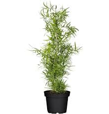 Asparagus Falcatus 17/90 Plants Almost Paradise Berlin 