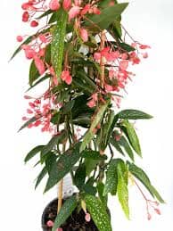 Begonia Corallina Tamaya 17/90 Plants Almost Paradise Berlin 
