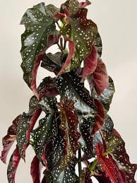 Begonia Craclin Rosie 12/50 Plants Almost Paradise Berlin 