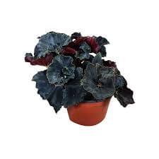 Begonia Dark Mambo Baby plant 6/15 Plants Almost Paradise Berlin 