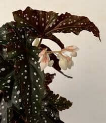 Begonia Maculata Black Forest 17/55 Plants Almost Paradise Berlin 