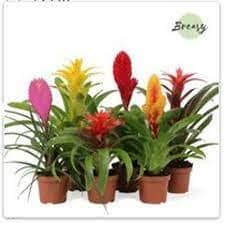 Bromelia mini mix Plants Almost Paradise Berlin 