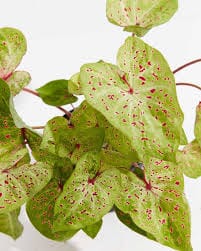 Caladium Miss Muffet 12/40 Plants Almost Paradise Berlin 