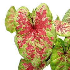 Caladium mix 17/60 Plants Almost Paradise Berlin 