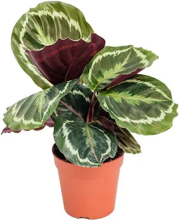 Calathea medallion 10/40 Plants Almost Paradise Berlin 