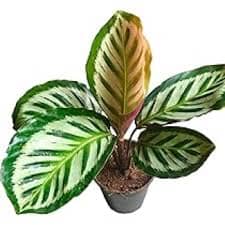 Calathea Roseopicta Cora Plants Almost Paradise Berlin 