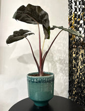 Lade das Bild in den Galerie-Viewer, Ceramic pot Otis 2-tone petrol Ø15.5/13 H15.5 cm Pots &amp; Co The Family House 
