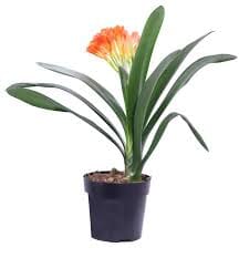 Clivia Miniata Orange 12/45 Plants Almost Paradise Berlin 