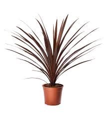 Cordyline Australis Red Star 12/50 Plants Almost Paradise Berlin 