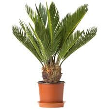 Cycas revoluta - Sago Palm 32/90 Plants Almost Paradise Berlin 