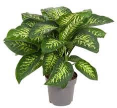 Dieffenbachia seguine Tropic Snow 21/100 Plants Almost Paradise Berlin 