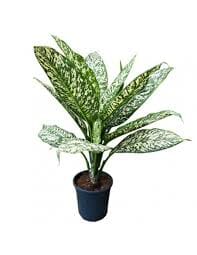 Dieffenbachia White Etna