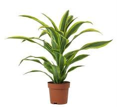 Dracaena frag. Green Jewel 17/70 Plants Almost Paradise Berlin 