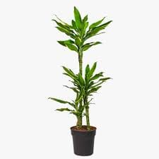 Dracaena fragrans