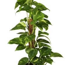 Epipremnum aureum Golden - Efeutute Moosstab 15/80 Plants Almost Paradise Berlin 