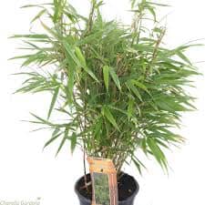Farghesia Rufa (Bambus) 23/110 Plants Almost Paradise Berlin 