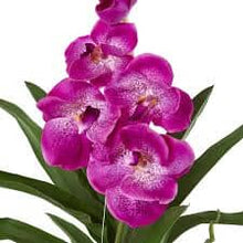 Load image into Gallery viewer, !Hanging Vanda Orchid, pink spotted, 150cm long Plants Almost Paradise Berlin 
