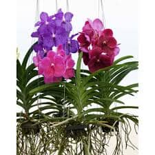 !Hanging Vanda Orchid, pink spotted, 150cm long Plants Almost Paradise Berlin 